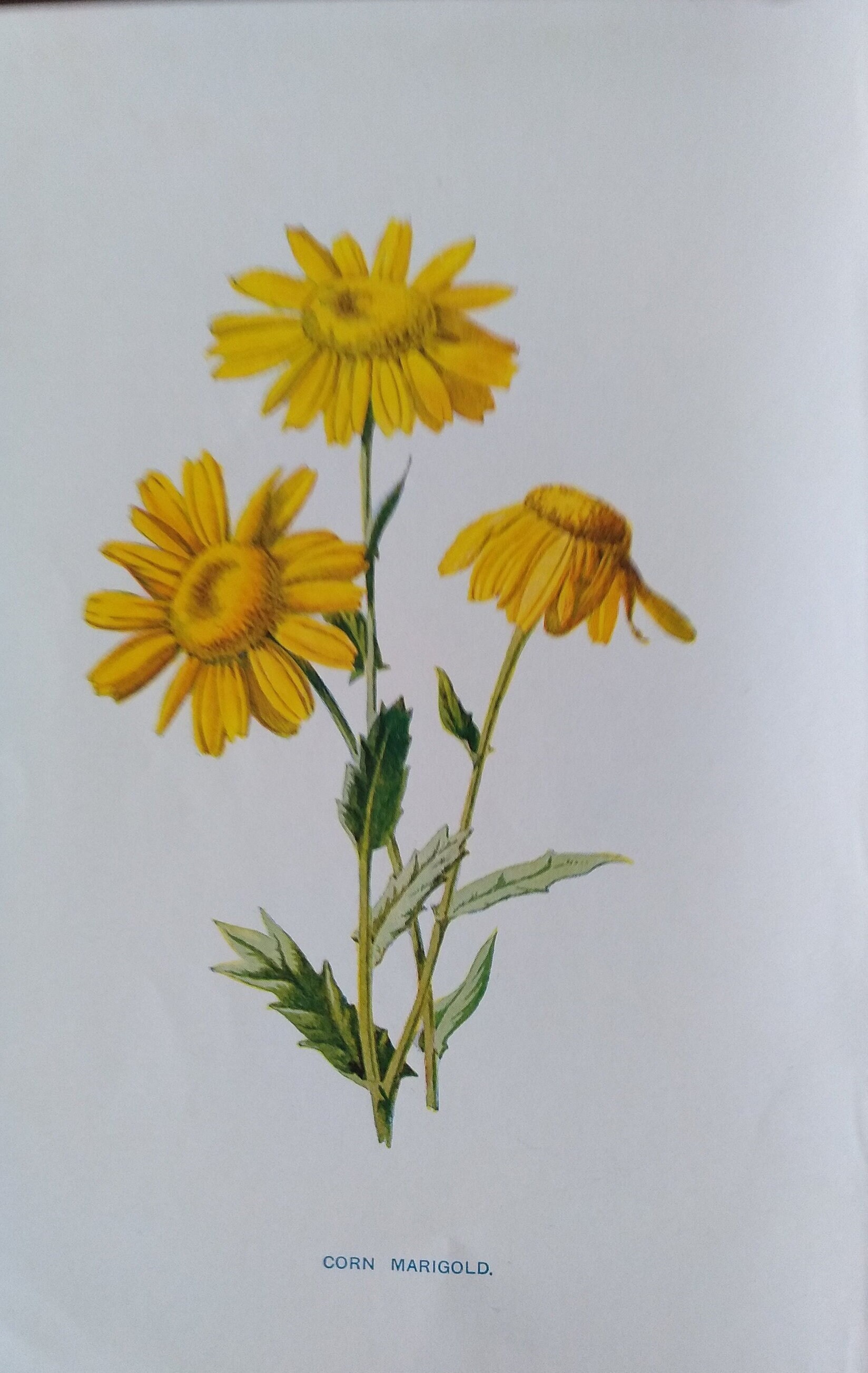 LOT De 4 Livres Anciens FLEURS SAUVAGES FAMILIÈRES – Édition 1890 Par F. Edward Hulme – Illustré Et Relié