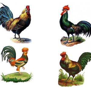 Vintage Chickens, Roosters  choose a picture and have it printed as a  crosstitch chart/photoprint/iron on transfer/or set of 4 small images