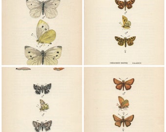 Original Vintage Butterfly print 1939 by Edmund Sandars lifesize pictures, choice of 4 prints BUTTERFLIES