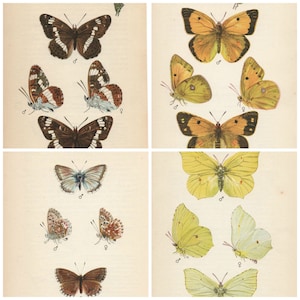 Original Vintage Butterfly print 1939 by Edmund Sandars lifesize pictures, choice of 4 prints BUTTERFLIES