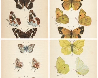 Original Vintage Butterfly print 1939 by Edmund Sandars lifesize pictures, choice of 4 prints BUTTERFLIES