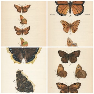 Impresión original de mariposa vintage de 1939 de Edmund Sandars, imágenes de tamaño natural, elección de 4 impresiones MARIPOSAS