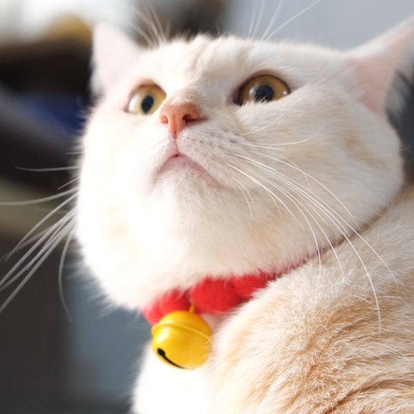 Cute Cat Collars Etsy