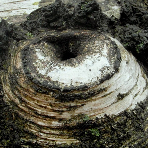 Dragon Eye - Scatha, Photo Print from Art5to12, Wand-Deko, Drachenauge, Naturfotografie, Baum