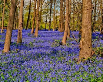 Bluebell Woods Bluebells Greys Court Henley Oxfordshire England UK Photograph Picture Print