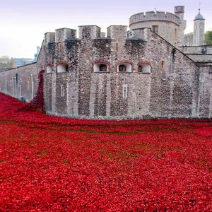 May include: A large stone building with a red poppy installation in front of it. The building is a fortress with a tall tower and a wall with small windows. The poppies are arranged in a field, creating a sea of red.
