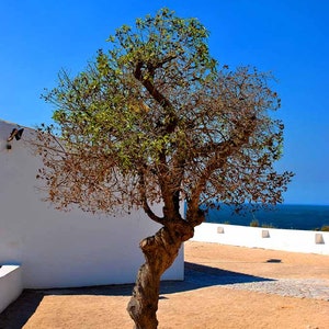 May include: A gnarled tree with green leaves and brown branches stands against a white wall and a blue sky. The tree is in a sandy area with a small body of water in the background.