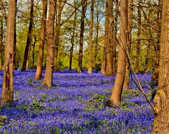 Bluebell Woods Bluebells Greys Court Henley Oxfordshire England UK Photograph Picture Print