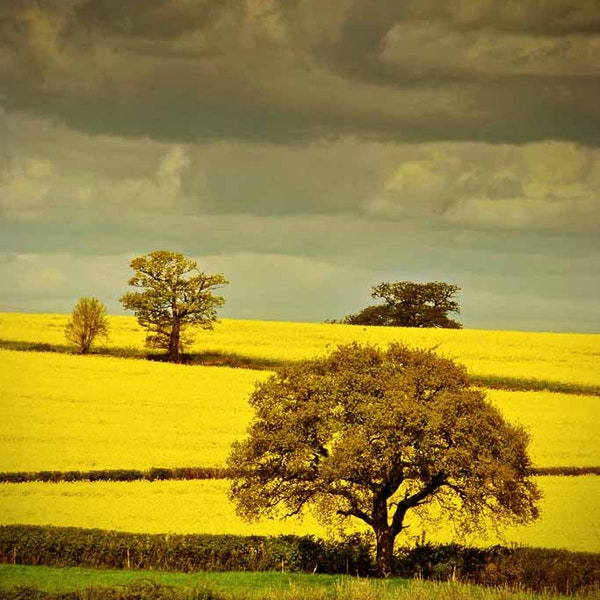 Gelbe Raps Öl Felder Bäume auf Ackerland Mortimer Berkshire England England UK Foto Bild Druck