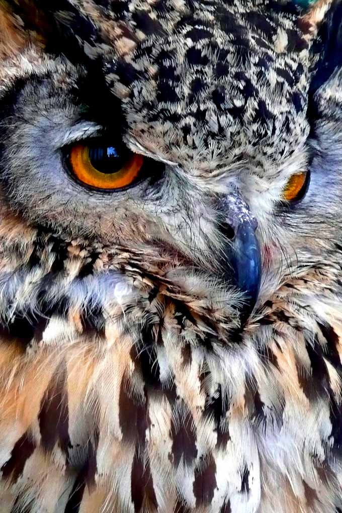 European Eagle Owl Bird of Prey Portrait Photograph Picture Print