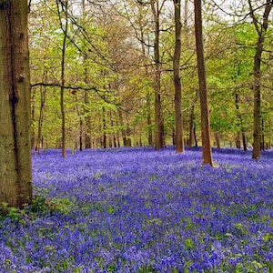 Bluebells Bluebell Woods Grey's Court Oxfordshire Anglia Wielka Brytania Fotografia Zdjęcie