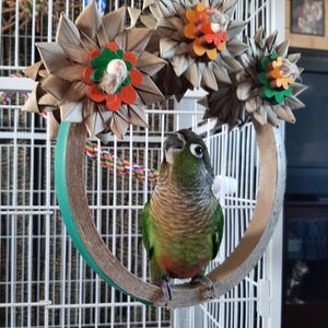 Peut inclure: Un perroquet Quaker vert et brun perché sur un jouet en forme d'anneau en bois avec trois jouets en forme de fleurs tissées suspendus au-dessus. Le perroquet regarde vers le haut.