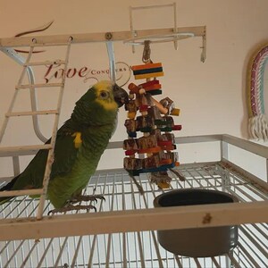 May include: A green parrot with yellow markings is inside a white cage, near a colourful wooden bird toy. The cage has a ladder and a small bowl. The wall behind the cage has the words "Love Conquers" and a decorative rainbow.