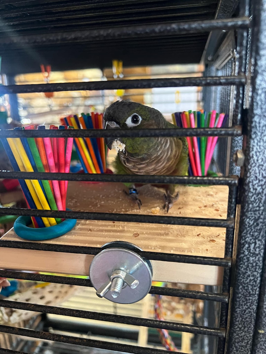 Paper Perch Paper Stick Platform Parrot Perch | Pine Wood Flat Play Perch for ...