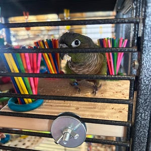 Paper Stick Platform Parrot Perch | Pine Wood Flat Play Perch for Parrots