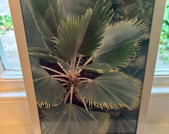 Palm Trees in Kew Gardens, in Frame,  London