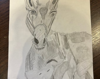 Pencil Drawing  of a Donkey