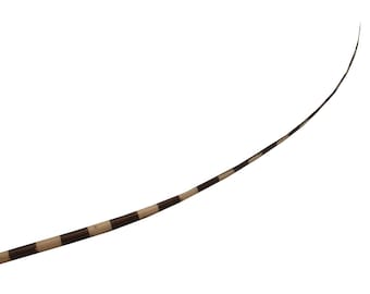 Stripe Ostrich Feather Spines 60cm - FE024