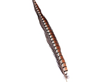 Natural Lady Amherst Feather, 50cm FE013