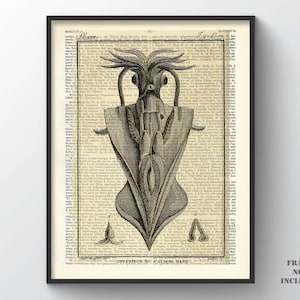 May include: A vintage anatomical illustration of the interior of a squid, printed on a page from an old book. The image shows the squid's internal organs, including its ink sac, gills, and digestive system. The text "INTERIEUR DU CALMAR DAPE" is printed below the image.