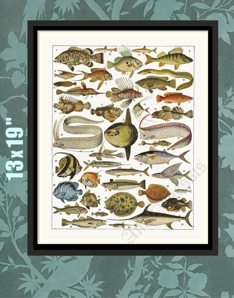 Puede incluir: Una ilustraci&oacute;n vintage de 32 tipos diferentes de peces. Los peces se representan en una variedad de colores y tama&ntilde;os, y est&aacute;n etiquetados con n&uacute;meros. La ilustraci&oacute;n se encuentra sobre un fondo blanco.