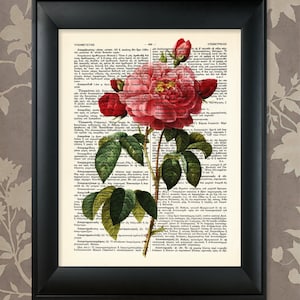 Flower Illustration / &quot;Mixed Roses&quot; / Upcycled Antique Dictionary Art Print / 8.5&quot;x11&quot; (210x280 mm) Poster / Vintage Greek Encyclopedia