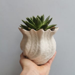 May include: A succulent plant in a white ceramic pot with a wavy design. The pot is being held in a person's hand.