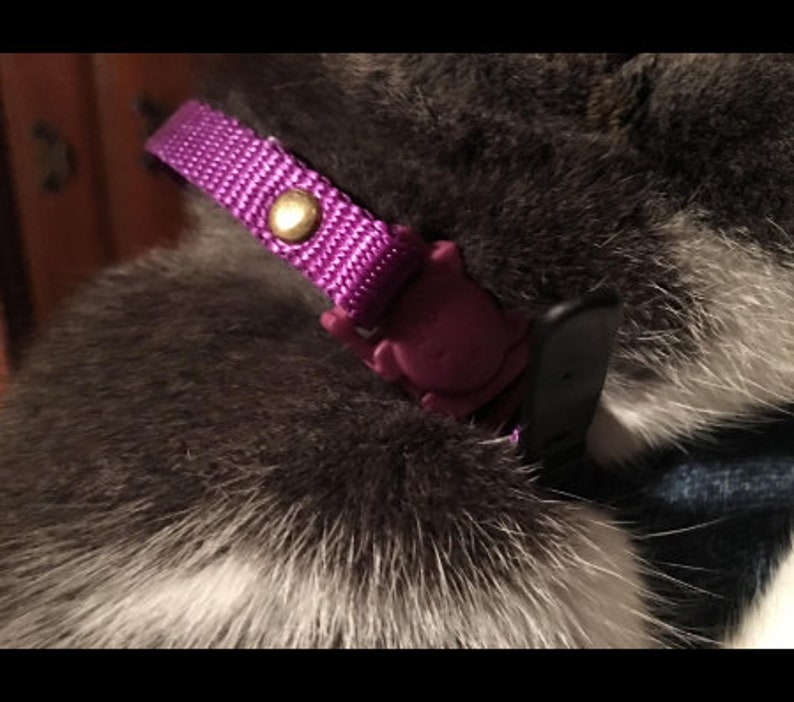 Op de afbeelding: Een close-up van een paarse kattenhalsband met een gouden gesp en een paarse plastic sluiting.