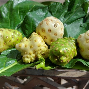 30 grams, 1 oz, Noni leaf tea, Morinda Citrifolia, Indian Mulberry leaves, organic whole leaves