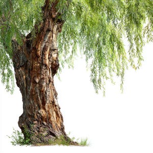 8 gråtande pilträd Clipart, akvarell utskrivbara, illustration PNG, digital nedladdning, pappershantverk, skräpjournaler, kommersiell användning POD