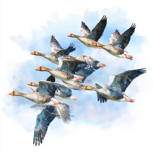 May include: Watercolor painting of a flock of geese in flight against a light blue sky. The geese have brown heads, gray and white wings, and red beaks and feet. The artwork has a soft, airy feel.