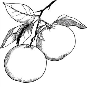 May include: Black and white illustration of two apples on a branch with leaves. The apples are round with detailed shading, and the leaves have intricate vein patterns. The image is a classic botanical drawing.