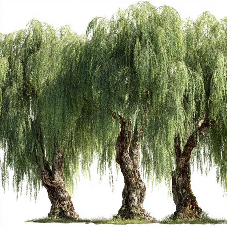 8 Weeping Willow Tree Clipart, Watercolor Printable, Illustration Pngs ...