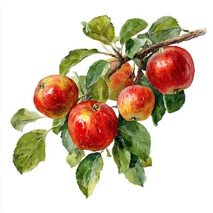 Könnte beinhalten: Aquarellmalerei eines Zweigs mit fünf reifen roten Äpfeln und grünen Blättern. Die Äpfel haben einen leichten Gelbstich und sind an einem braunen Ast befestigt. Die Blätter sind leuchtend grün. Der Hintergrund ist weiß.