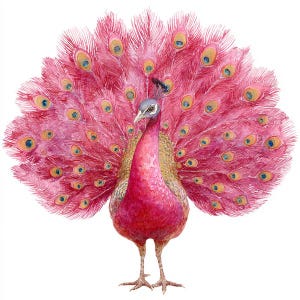 May include: Watercolor illustration of a peacock with a vibrant pink plumage. The bird's feathers are fanned out, displaying intricate patterns of yellow and blue. The peacock's body is a deep red, with a gray head and a detailed, textured appearance.