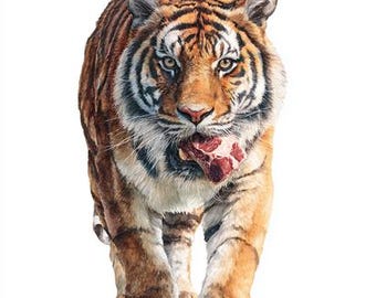 8つの空腹の虎のクリップアート、リアルな野生動物、怒った虎の水彩画