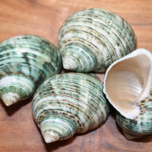 PEARLED GREEN TURBOS / Seashell Craft Supply / Mothers Day Gift / Coastal  Decor / Turbo Seashell / Display Seashells / Beach Decor / ss-426
