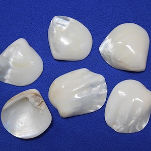 May include: Six white, pearlescent seashells of varying sizes and shapes are arranged on a solid blue background. The shells have a smooth, glossy surface with subtle color variations, reflecting light.
