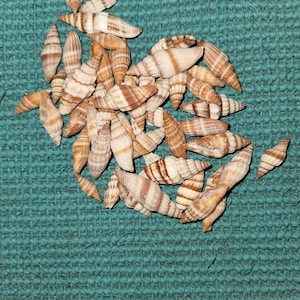 May include: A collection of small, brown and white seashells with a striped pattern. The shells are arranged in a heart shape on a green textured surface.