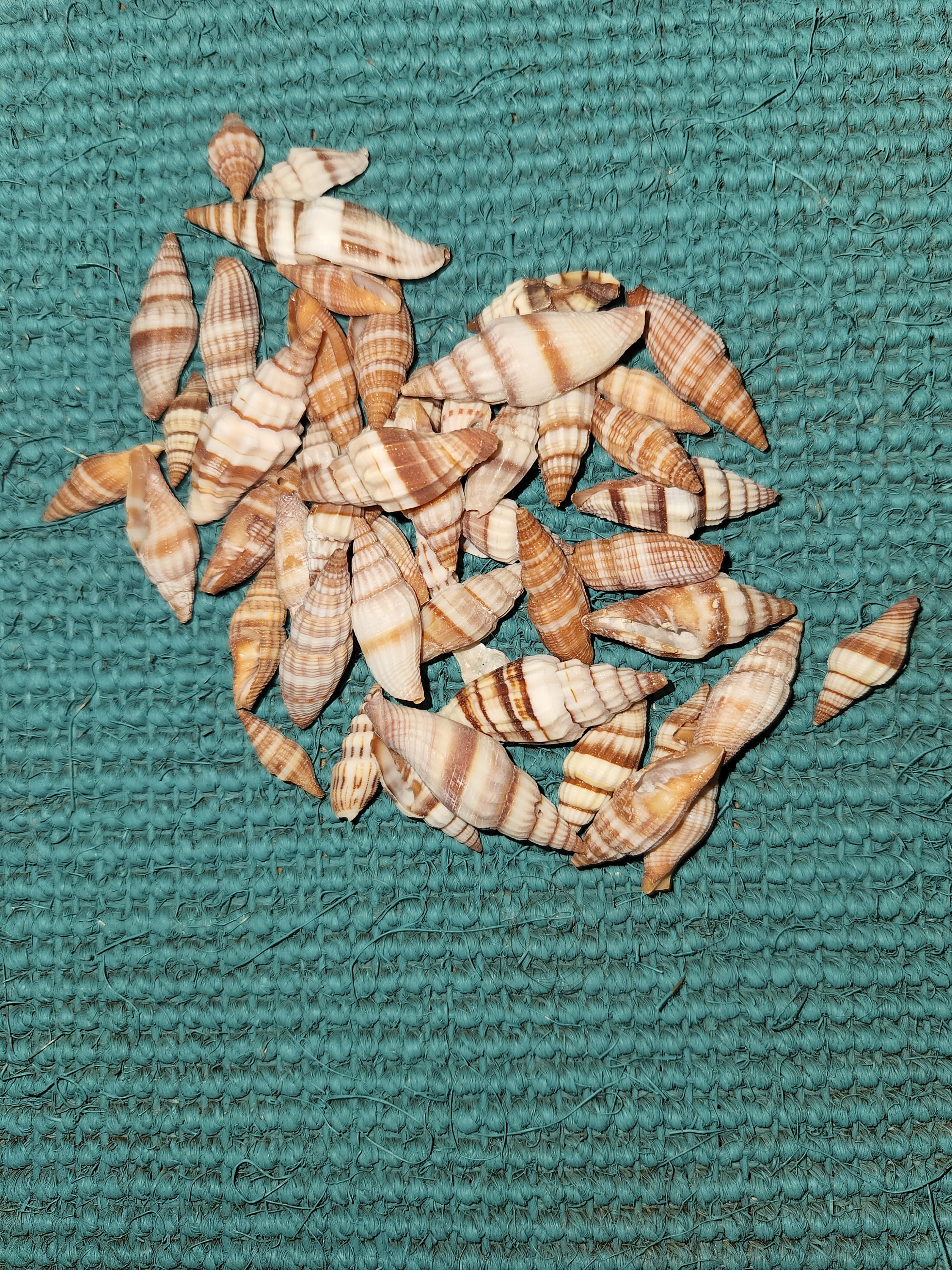 Small Mitra Seashells 1/2 inch to 1 1/4 inch, Orange Rust Cream Colors, SS-195