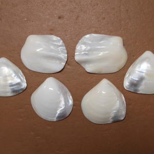 May include: Six white seashells with iridescent, pearlescent surfaces are arranged on a brown background. The shells vary in shape, with some being more rounded and others more triangular. The shells have a smooth, glossy texture.
