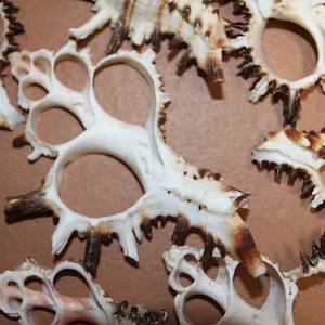 May include: Close-up of several white and brown seashells with intricate, spiky edges and circular openings. The shells are arranged on a brown surface, showcasing their natural textures and patterns.