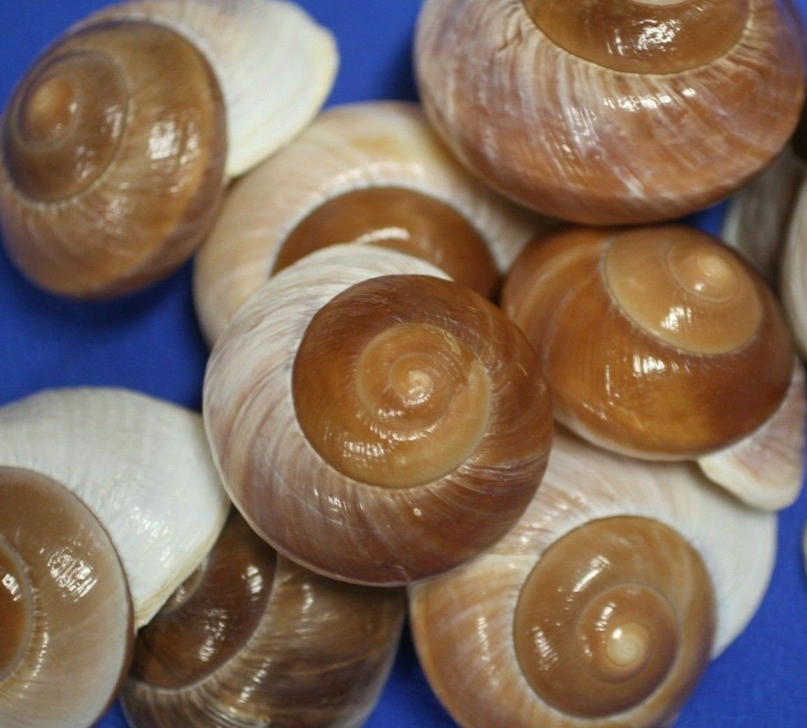 GIANT Land Snail, Shells,beach art,beach decor,craft shells,all occasion gifts,upscale glass stuffers,wreath supply,teachers aid SS-90