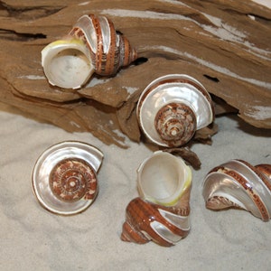 May include: Five brown and white seashells with a pearly iridescent finish. The shells are arranged on a white sandy surface with a piece of driftwood in the background.