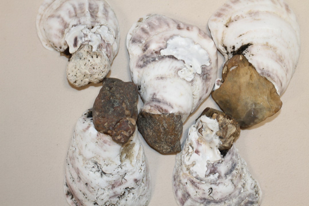 Rock Oyster Shells - Rocky Oysters, Natural Product of the Sea, Oysters ...