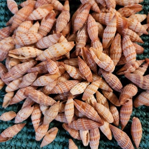 Mitra Seashells For Sale 1/2 inch to 1 1/4 inch, 1st quality SS-191
