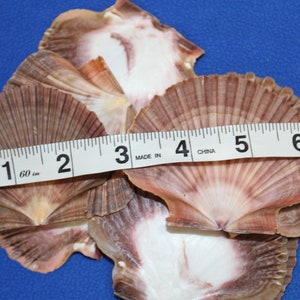May include: A group of six scallop shells, ranging in size from 1 to 6 inches, with a tape measure placed across them. The shells are a light brown color with a white interior.