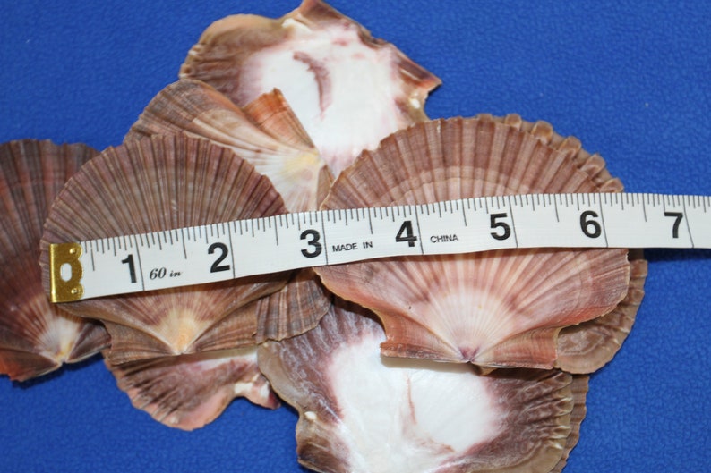 May include: A group of six scallop shells, ranging in size from 1 to 6 inches, with a tape measure placed across them. The shells are a light brown color with a white interior.