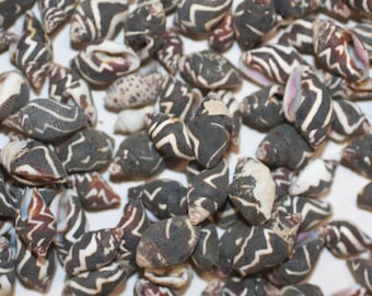 100-Tiny Seashells,PYRENE OCELLATA,Mosaic,Sailors Valentines,Gifts,Jewelry Supply,SS-201