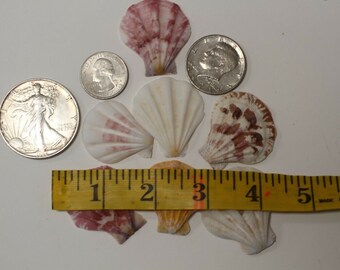 Pecten Plicates Seashells Natural Multi-Colors | SS-124 Free Ship